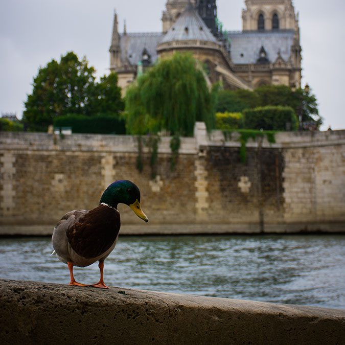 team building activities in Paris Notre Dame and latin quarter adult treasure hunt 8 to 60 people