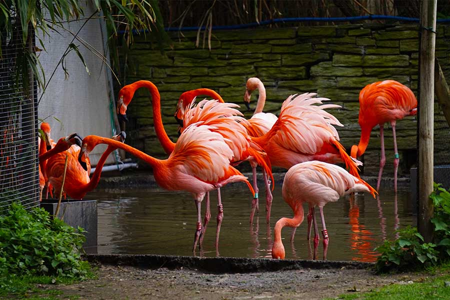 ménagerie du jardin des plantes flamants rose