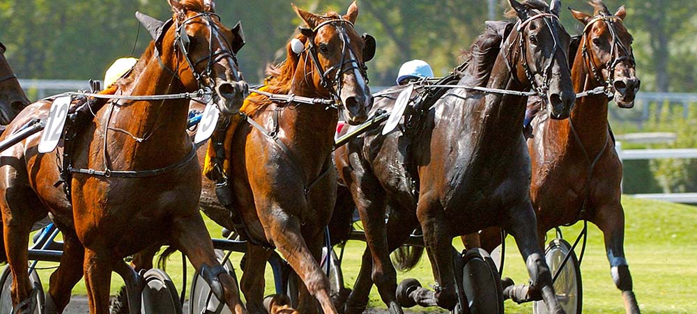 Corporate group dining in paris : Hippodrome de Vincennes for memorable horse races