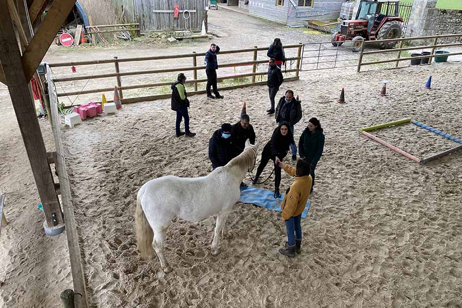 original team building idea horse